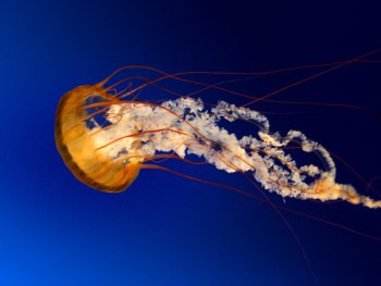 Jellyfish photo by Romain Guy